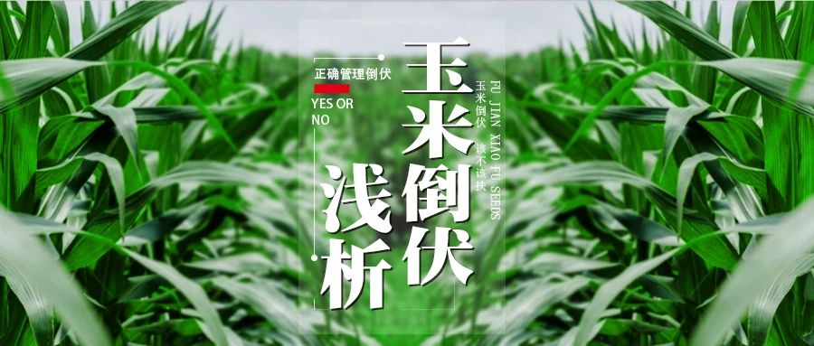 关于玉米倒伏，你必须了解的补救方法